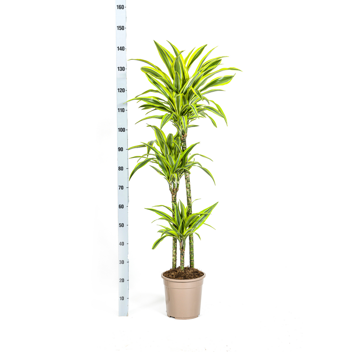 Dracaena Deremensis Lemon Lime (Drachenbaum) mit Korb – Ø24 cm, 130–150 cm hoch