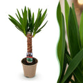 Yucca elephantipes – Ø14 cm, 55 cm hoog