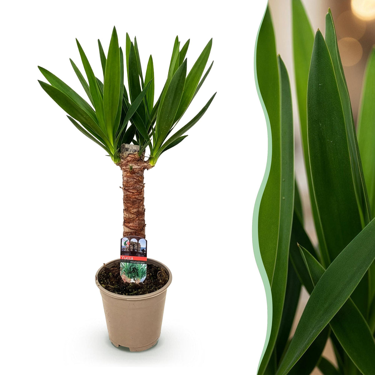 Yucca elephantipes – Ø 14 cm, 55 cm hoch