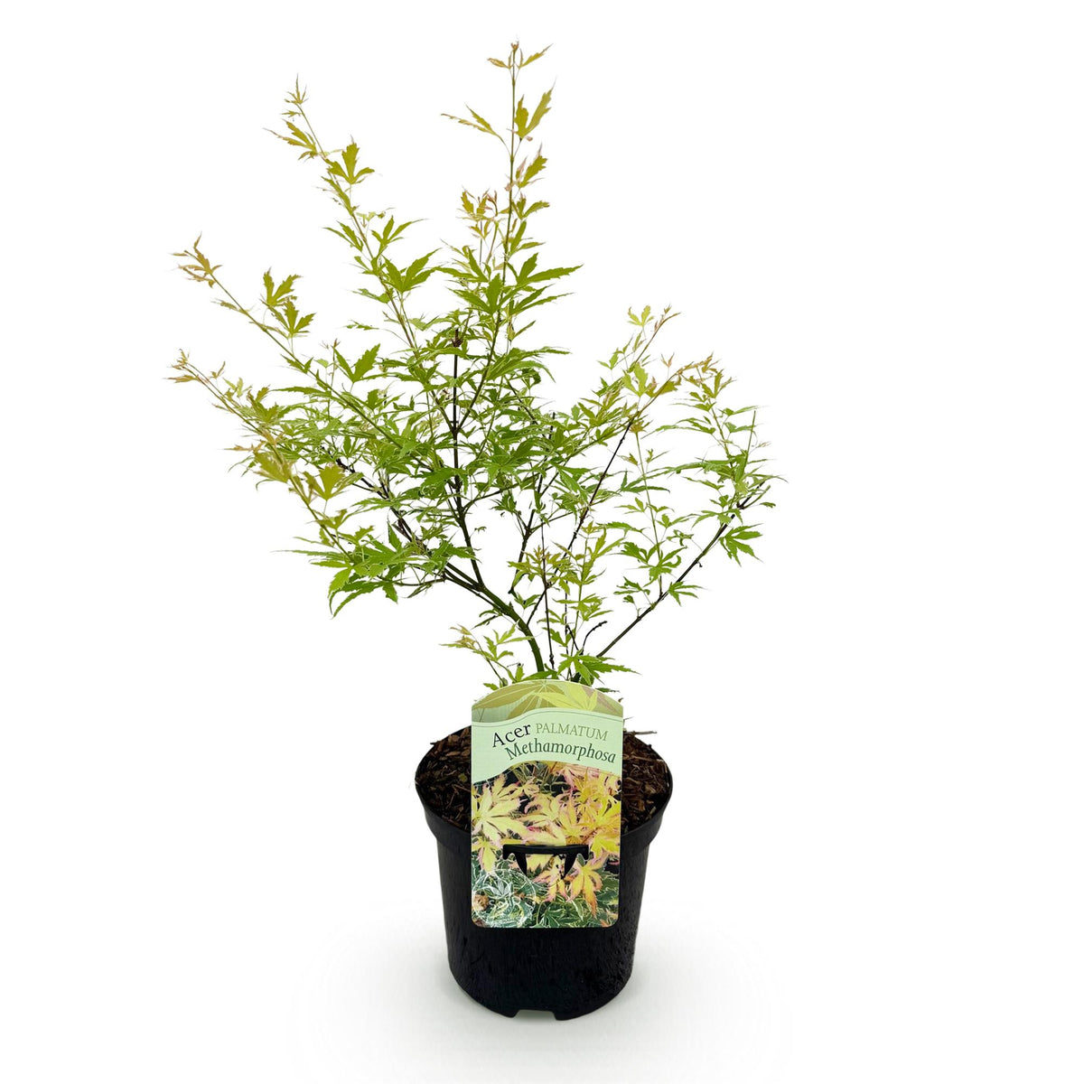 Acer palmatum 'Methamorphosa' (Japanse esdoorn) – Ø19 cm, 70 cm hoog