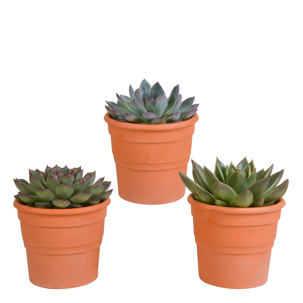 Echeveria-Mix im Terrakottatopf – Ø 9 cm, 21 cm hoch