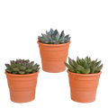 Echeveria-Mix im Terrakottatopf – Ø 9 cm, 21 cm hoch