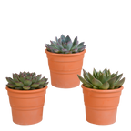 Echeveria-Mix im Terrakottatopf – Ø 9 cm, 21 cm hoch