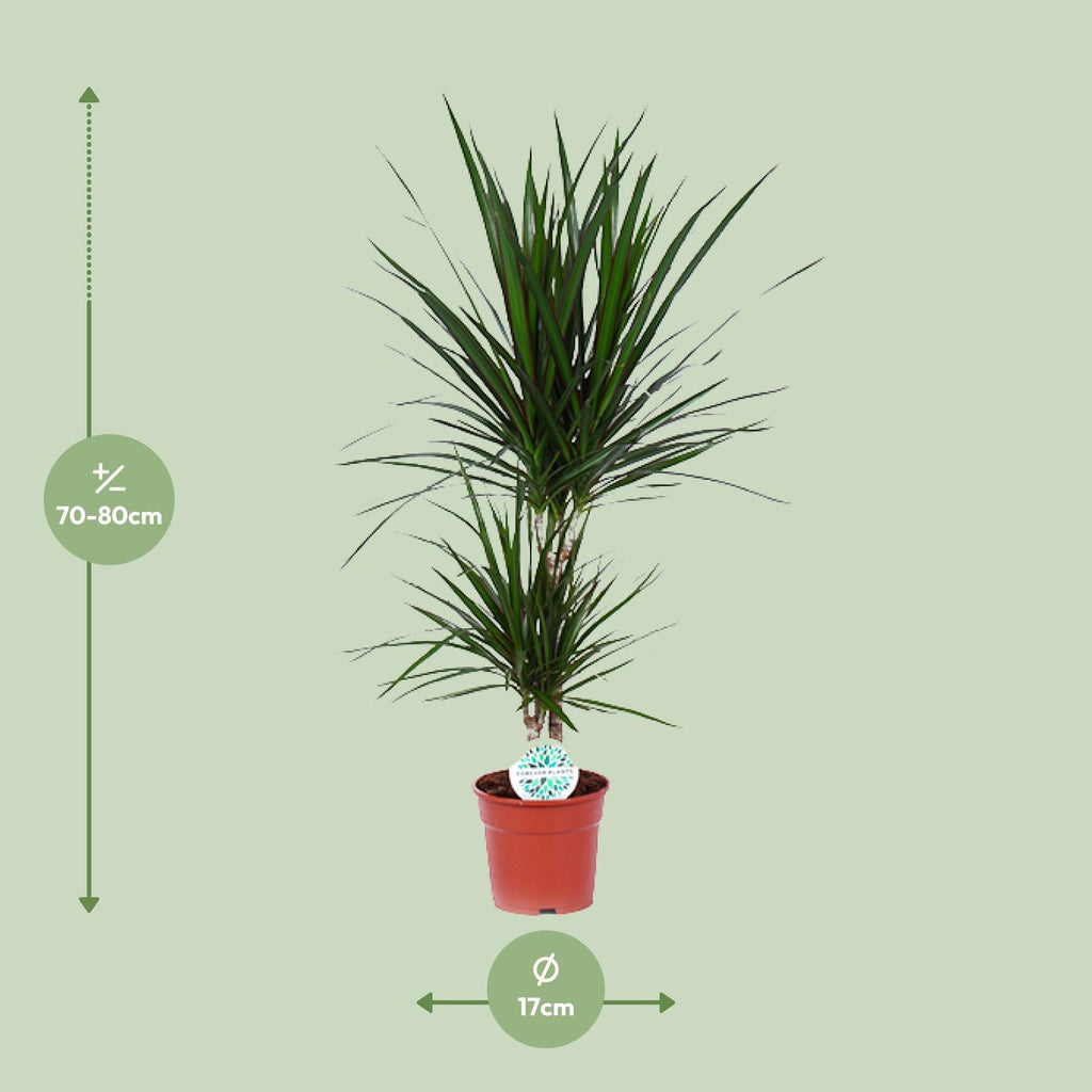 Dracaena marginata (dragebreg) – Ø17 cm, 75 cm høj