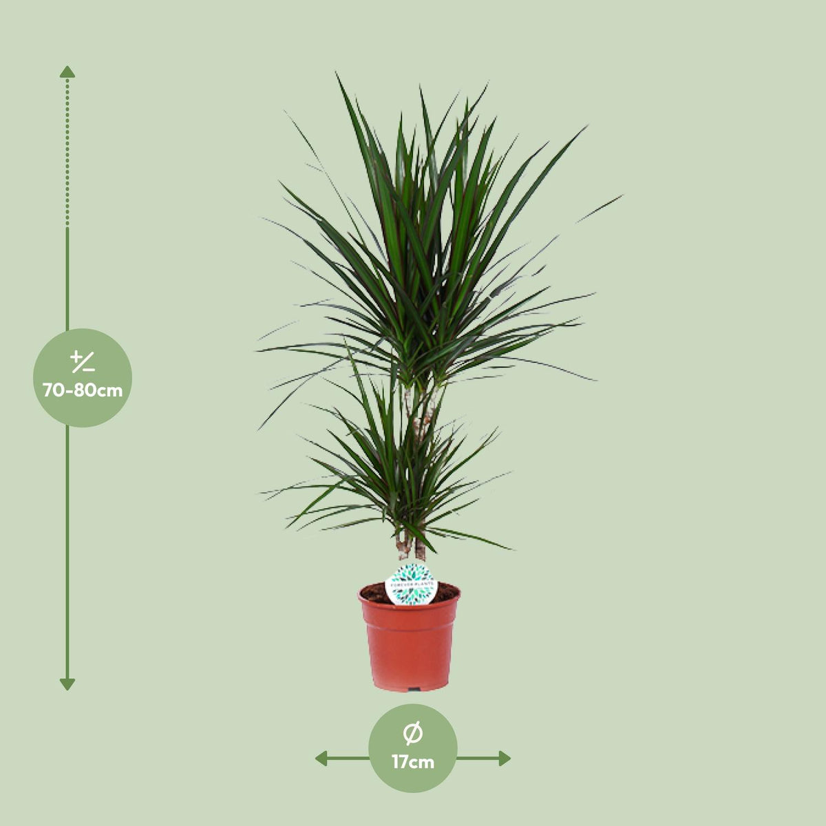 Dracaena marginata (Drachenbaum) – Ø 17 cm, 75 cm hoch