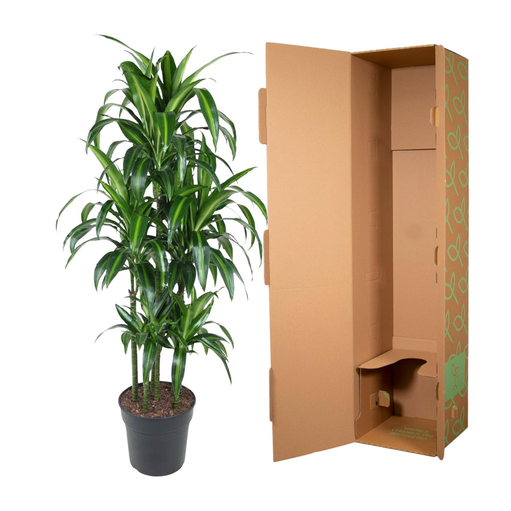 Dracaena Hawaiiana Carrousel (drakträd) – Ø31 cm, 150 cm hög