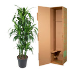 Dracaena Hawaiiana Carrousel (drakträd) – Ø31 cm, 150 cm hög