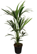 Kentia (Howea) – Ø21 cm, 100 cm hoog