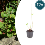 Persicaria anomala 'Speciosa' (pourpier) – 12 plantes, Ø9 cm, 10–25 cm de haut