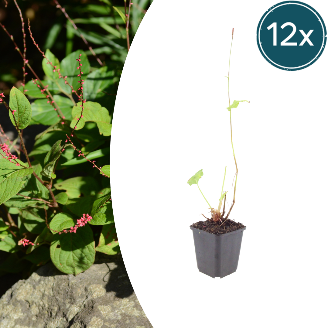 Persicaria anomala 'Speciosa' (pourpier) – 12 plantes, Ø9 cm, 10–25 cm de haut