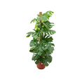 Monstera Pertusum XL (Swiss cheese plant) incl. Jazz Round red – Ø26 cm, 150 cm high