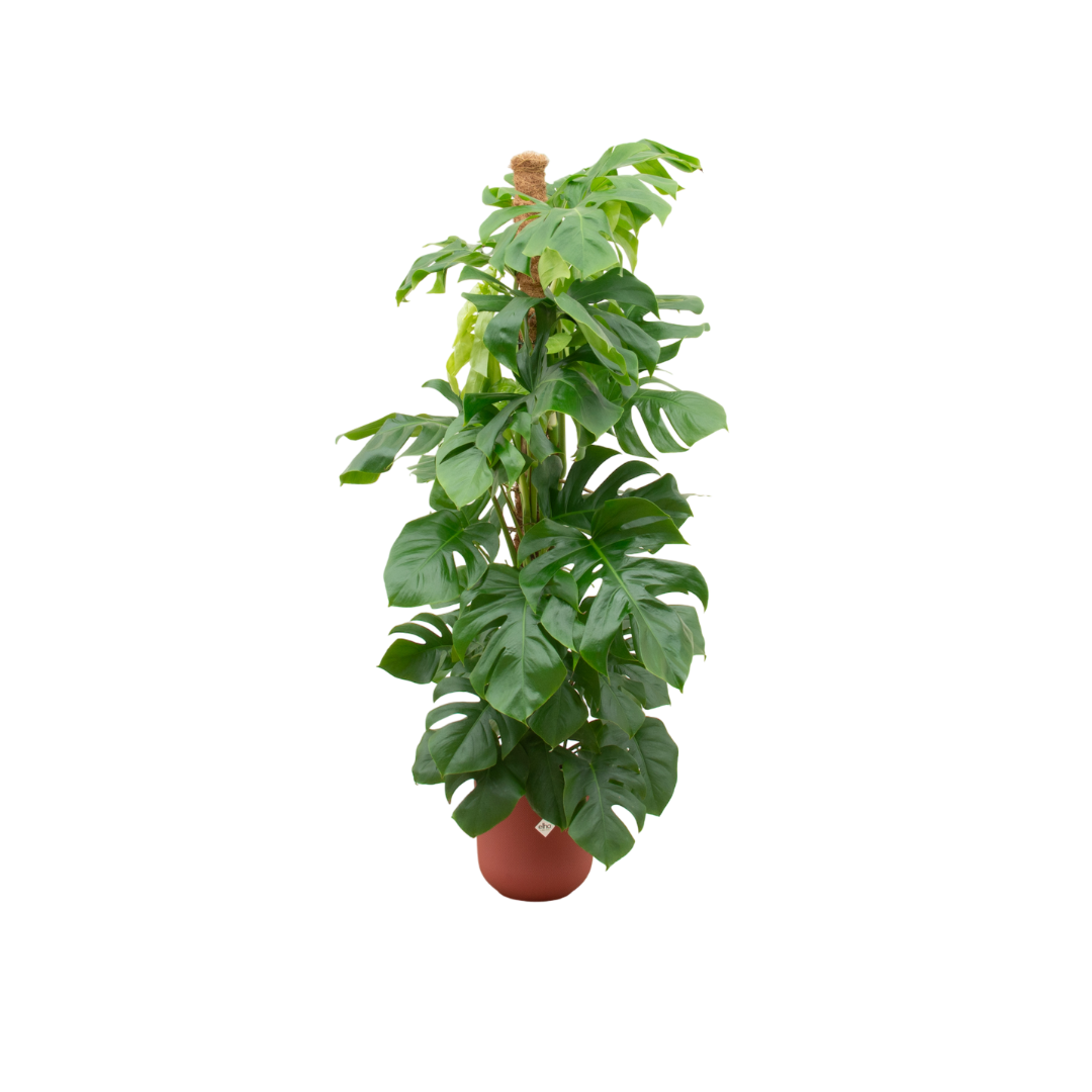 Monstera Pertusum XL (Swiss cheese plant) incl. Jazz Round red – Ø26 cm, 150 cm high