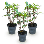 Hydrangea panniculata 'Living Pink & Rose' (pluimhortensia) – roze – 3 planten, Ø12 cm, 20–30 cm hoog