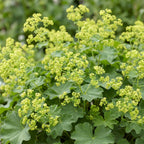 Alchemilla mollis (manteau de Notre-Dame) – jaune – Ø11 cm, 15–25 cm de haut