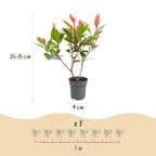 Photinia fraseri 'Little Red Robin' (photinia) – rouge – 24 plants, Ø9 cm, 25–35 cm de haut