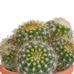 15× Mélange de cactus et plantes grasses (Cactaceae) – Ø6 cm, 13 cm de haut