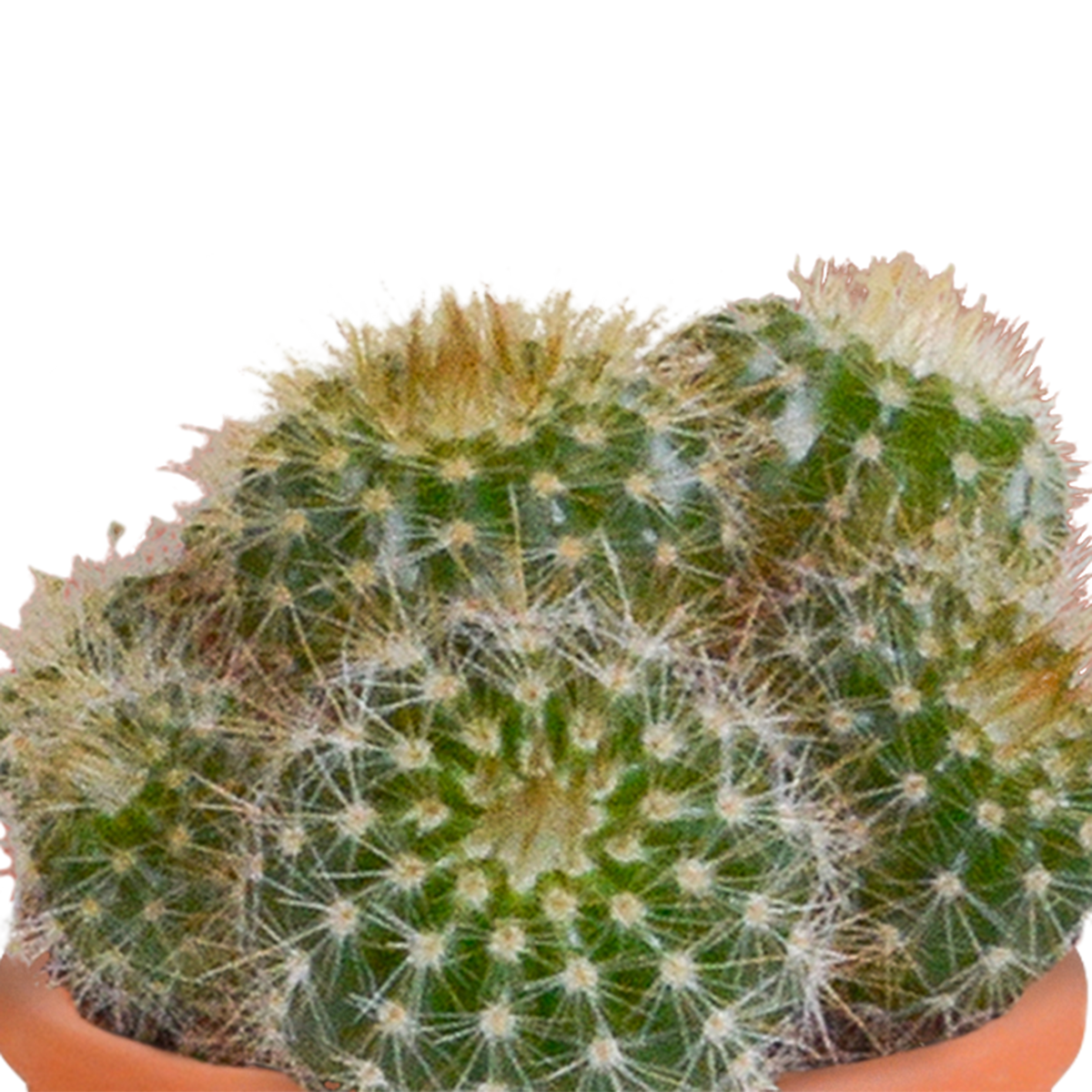 15× Mélange de cactus et plantes grasses (Cactaceae) – Ø6 cm, 13 cm de haut – photo 14