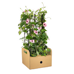 Thunbergia alata 'Sunny Susy Rose Sensation' (black-eyed Susan) – 4 plants, Ø13 cm, 60 cm high