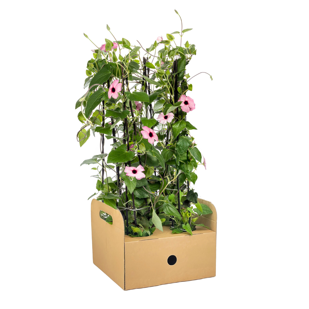Thunbergia alata 'Sunny Susy Rose Sensation' (black-eyed Susan) – 4 plants, Ø13 cm, 60 cm high