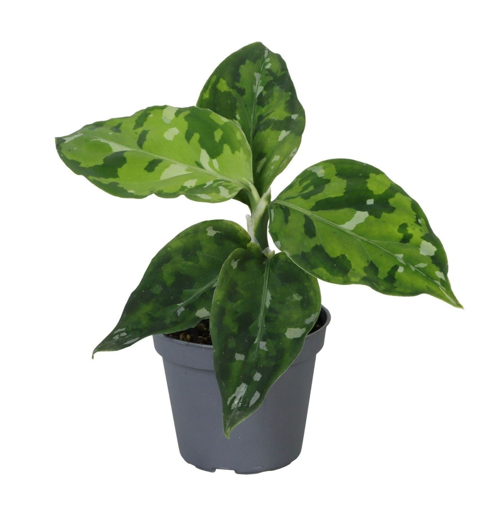 Aglaonema Pictum Tricolor – Ø6 cm, 10 cm høj