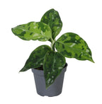 Aglaonema Pictum Tricolor – Ø6 cm, 10 cm høj