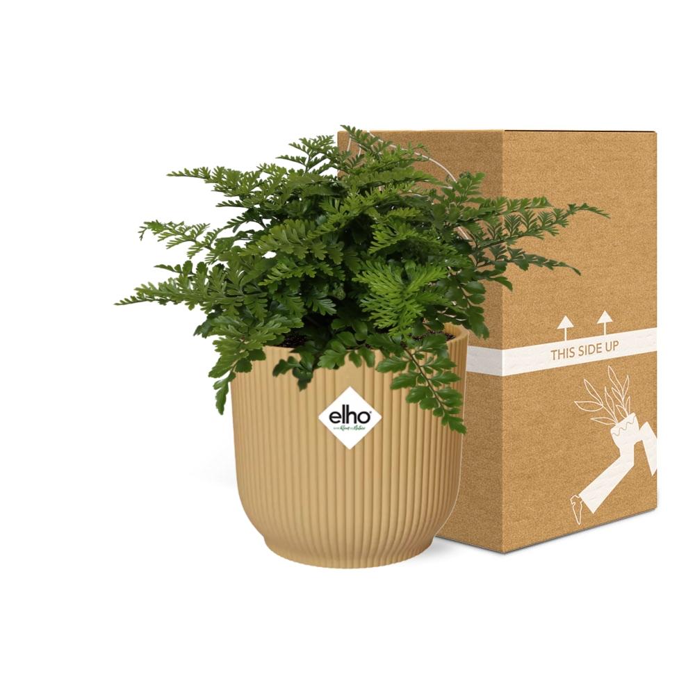 Asplenium Parvati in ELHO Vibes Fold 14cm geel (vogelnestvaren) – 25 cm hoog