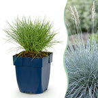 Festuca glauca (fétuque bleue) – 12 plantes, Ø11 cm, 15–25 cm de haut