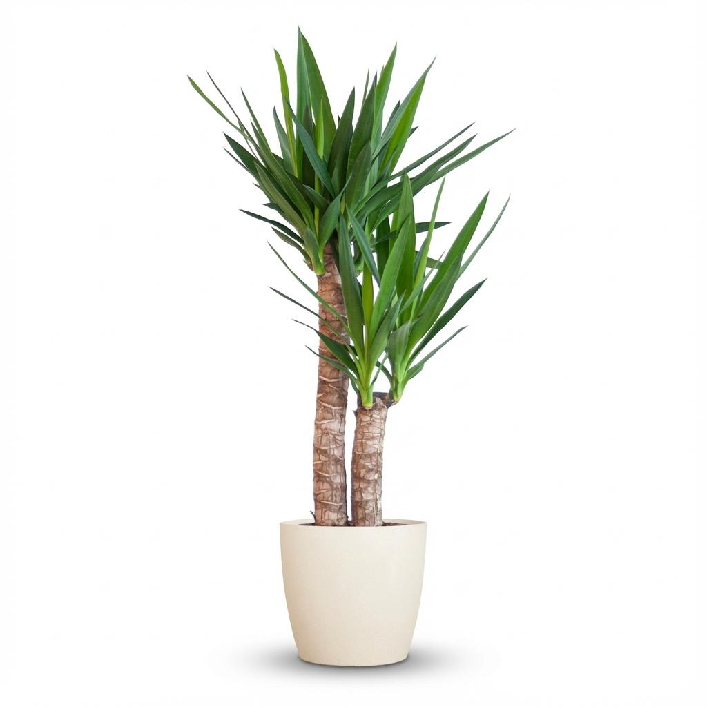 Yucca elephantipes dans pot décoratif blanc de Potter – Ø21 cm, 90 cm de haut