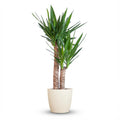 Yucca elephantipes dans pot décoratif blanc de Potter – Ø21 cm, 90 cm de haut