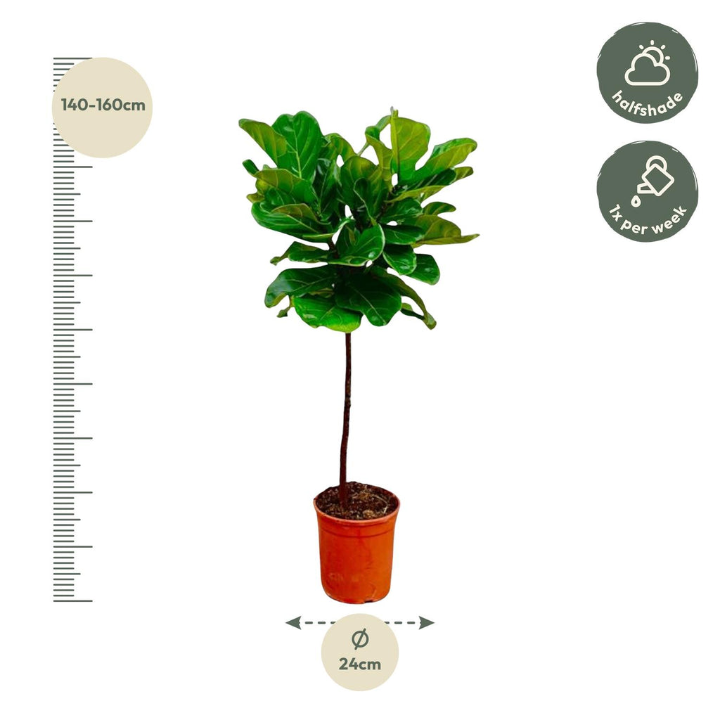 Ficus lyrata Stamm (Geigenfeigen) – Ø 24 cm, 130 cm hoch