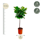Ficus lyrata Stamm (Geigenfeigen) – Ø 24 cm, 130 cm hoch
