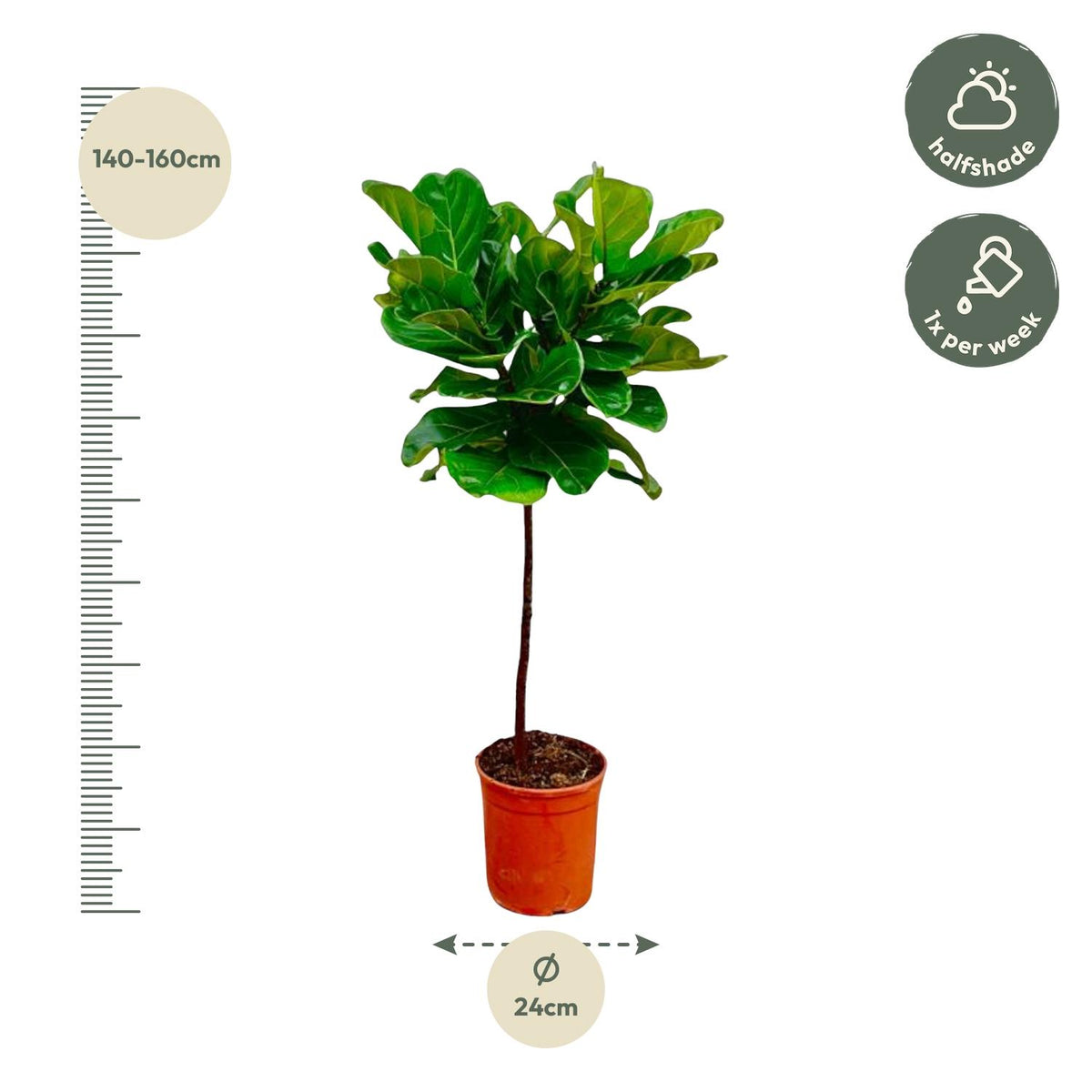 Ficus lyrata stam (fiolbladsväxt) – Ø24 cm, 130 cm hög