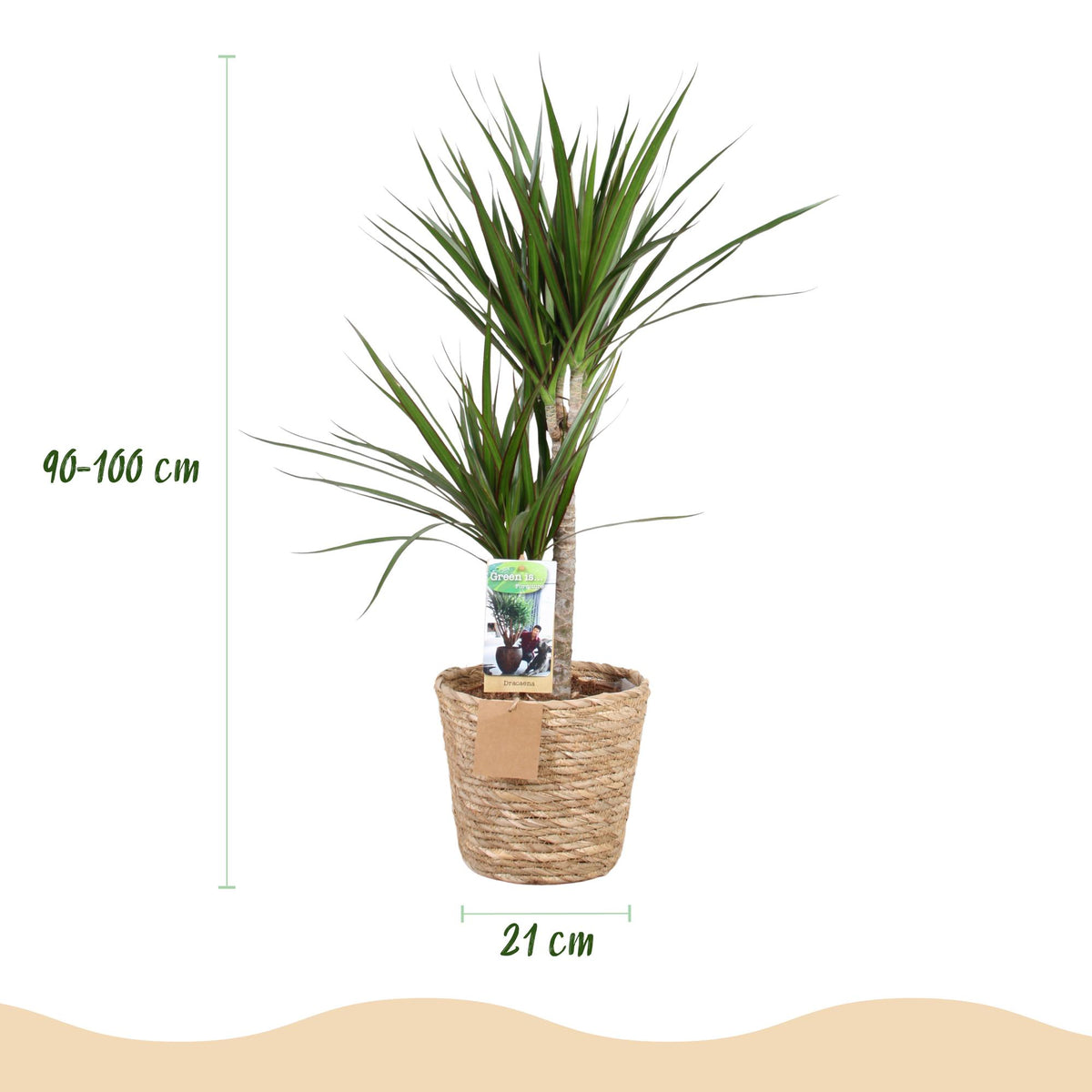 Dracaena marginata (Drachenbaum) mit Korb – Ø 21 cm, 90–100 cm hoch