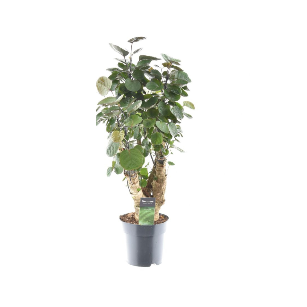 Polyscias Fabian (aralia) – Ø17 cm, 60 cm de haut