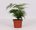 Asparagus Setaceus (asparagusvaren) – Ø12 cm, 28 cm hoog