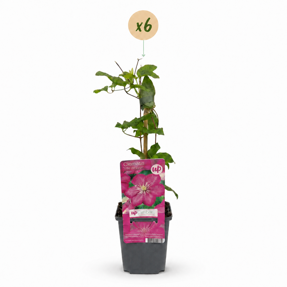 Clematis 'Ville De Lyon' (bosrank) – rood – 6 planten, Ø9 cm, 35 cm hoog