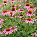 Echinacea purp. 'Magnus' (échinacée) – rose – 6 plantes, Ø11 cm, 15–25 cm de haut