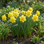 Narcis 'Golden Ducat' – 10 blomsterløg (løgstørrelse 12/14)
