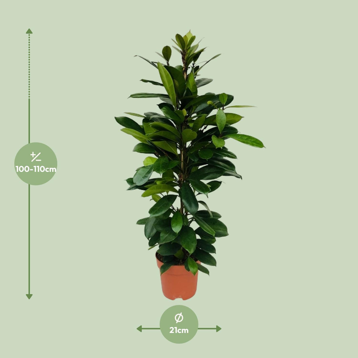 Ficus Cyathistipula – Ø21 cm, 105 cm hoog – art. 5077