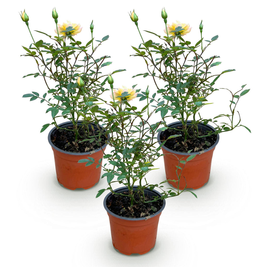 Rosa 'Tricolor Fairy' (rose) – pink-yellow – 3 plants, Ø12 cm, 20–25 cm high – photo 2