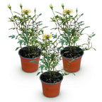 Rosa 'Tricolor Fairy' (rose) – pink-yellow – 3 plants, Ø12 cm, 20–25 cm high