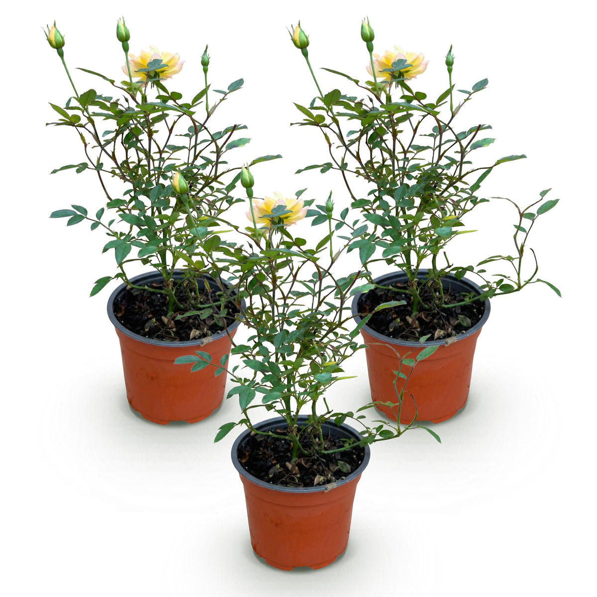 Rosa 'Tricolor Fairy' (rose) – pink-yellow – 3 plants, Ø12 cm, 20–25 cm high – photo 2