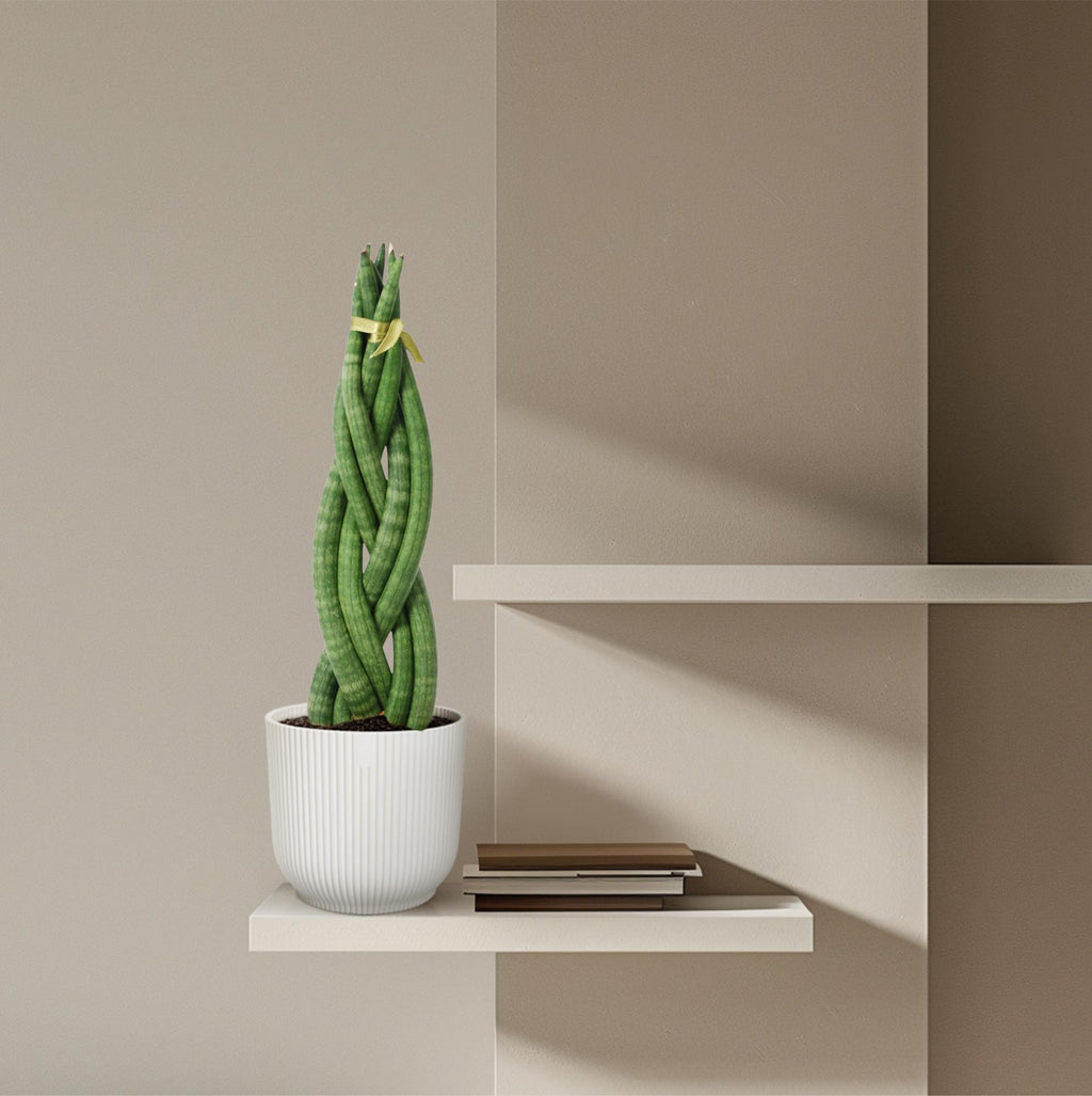Sansevieria cylindrica 'Twist' (vrouwentong) – Ø10 cm, 40 cm hoog