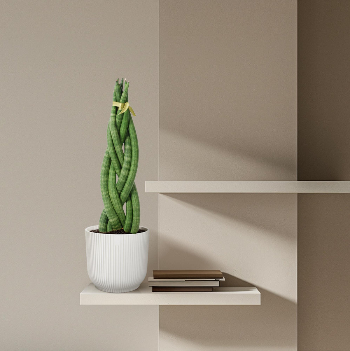 Sansevieria cylindrica 'Twist' (vrouwentong) – Ø10 cm, 40 cm hoog