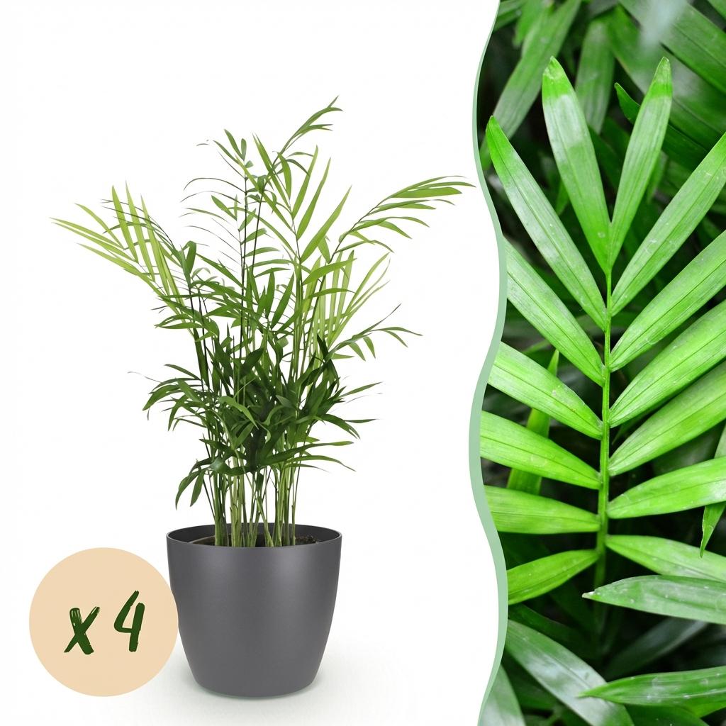 4× Golden Pothos (Epipremnum aureum) in grey decorative pot – Ø12 cm, 15 cm high
