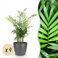 4× Golden Pothos (Epipremnum aureum) in grey decorative pot – Ø12 cm, 15 cm high