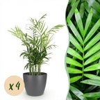 4× Golden Pothos (Epipremnum aureum) in grey decorative pot – Ø12 cm, 15 cm high