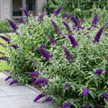 Buddleja davidii 'Empire Blue' (vlinderstruik) – blauw – 3 planten, Ø17 cm, 45 cm hoog