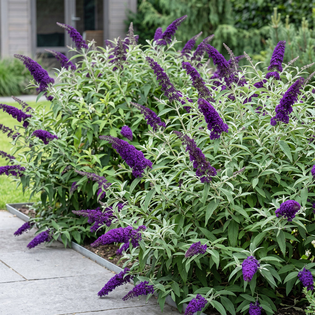 Buddleja davidii 'Empire Blue' (vlinderstruik) – blauw – 3 planten, Ø17 cm, 45 cm hoog