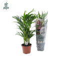 Dypsis lutescens (Goldpalme) – Ø 17 cm, 65 cm hoch – Art. 11153
